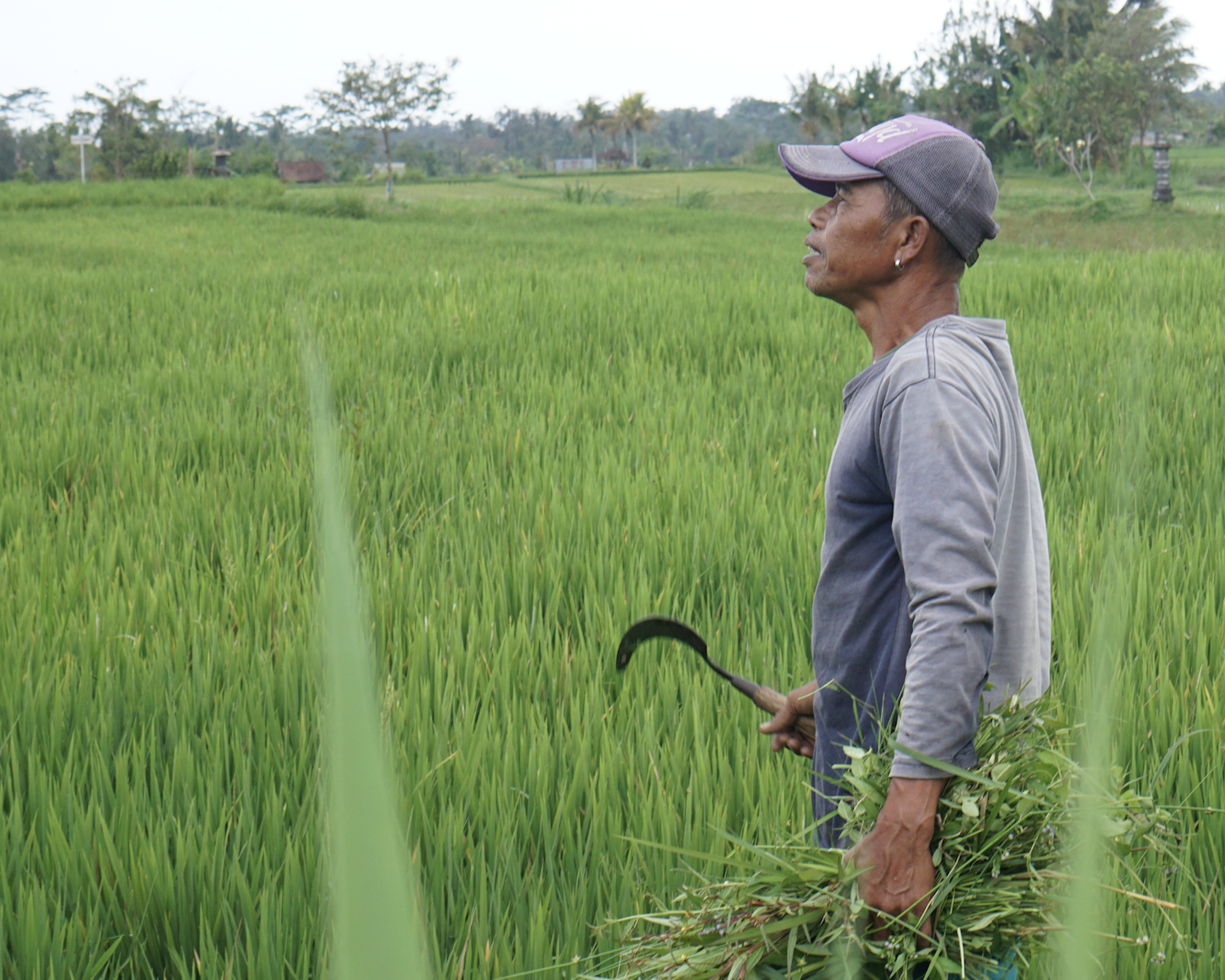Desa Getasan: Investasi Komoditas